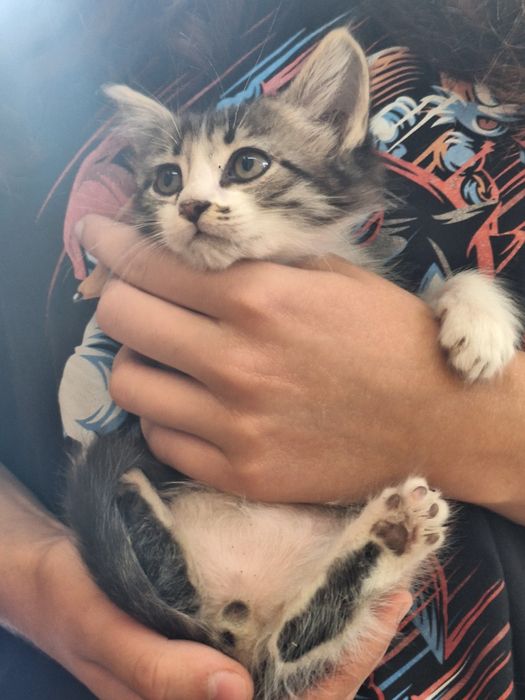 Отдаём котят в добрые руки!