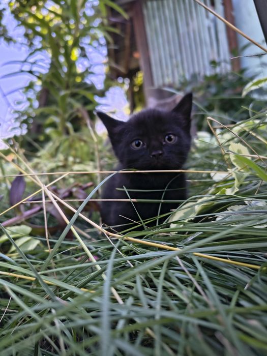 Отдадим котят  в добрые руки