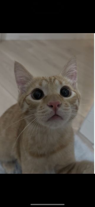 Отдам котенка бесплатно