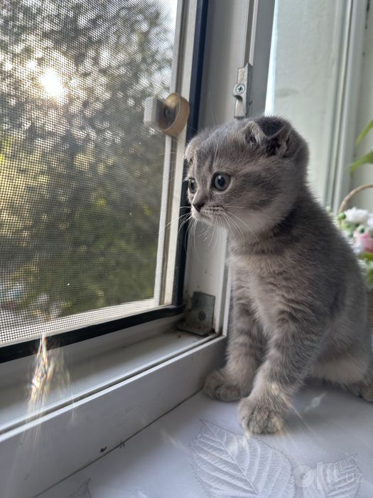 Продаются чистопородные котята Скоттиш-фолд и Скоттиш-страйт.