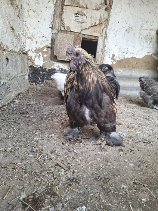 Петух карликовый