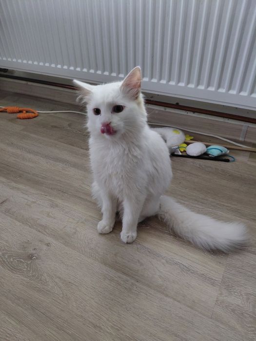 Motănel superb caută căsuță