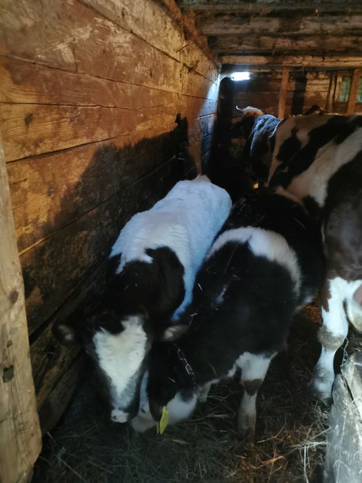 Vînd  vaci și viței