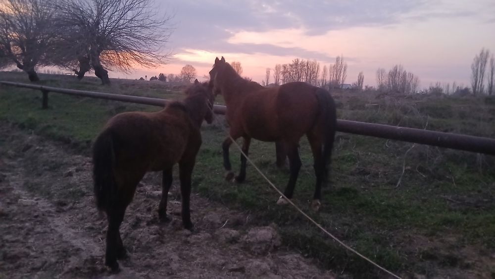 Biya sotiladi ona bola