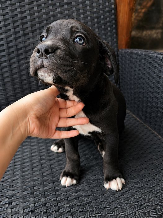 Cățelușa metis Cane Corso