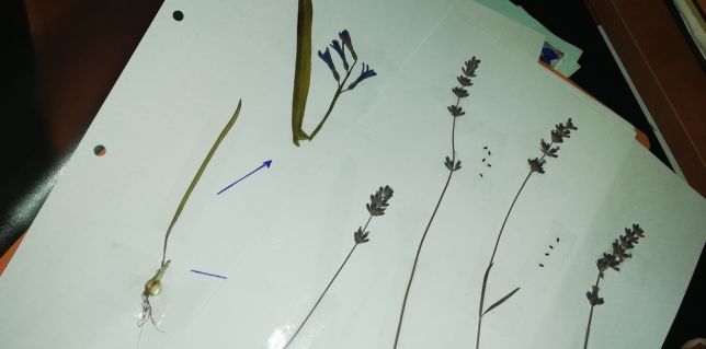 Ierbar școlar 30 plante