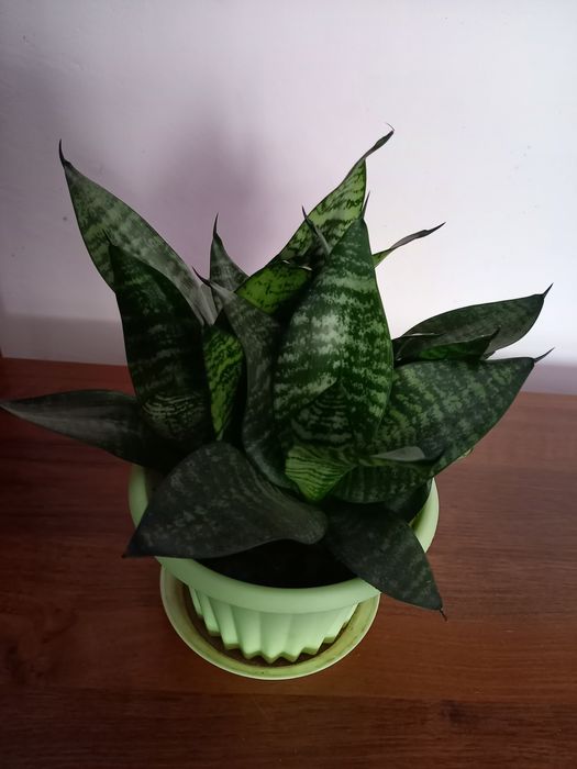 Комнатные  растения, сансевиерия