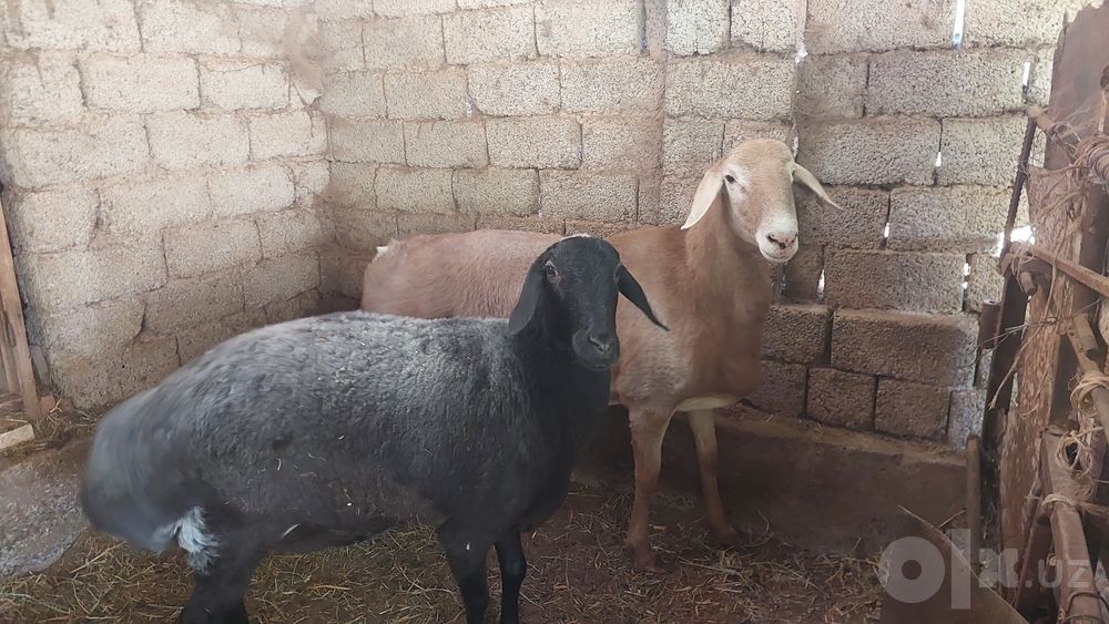 Arashan qoʻchqor