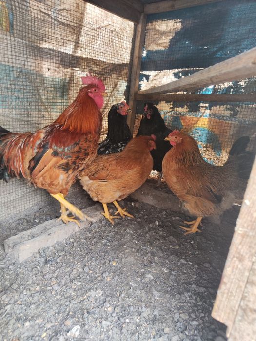 Петух Куры Кучин