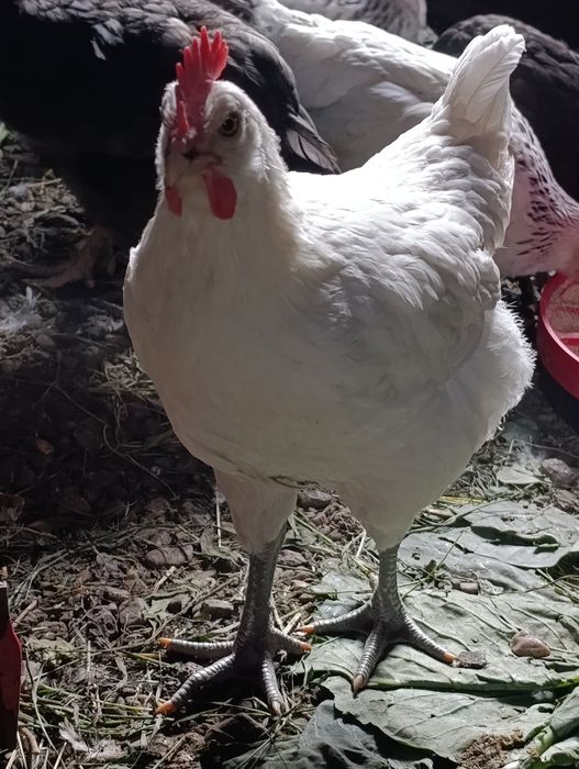 Vând pui de rasă Ameraucana