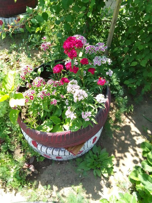 Продам многолетнии цветы