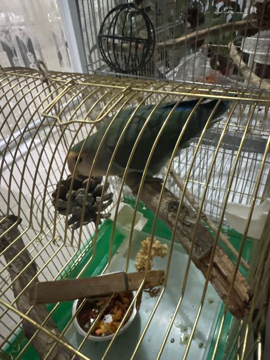 Клетка для попугаев