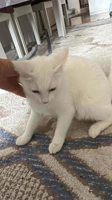 Красивая кошка, в добрые руки отдам