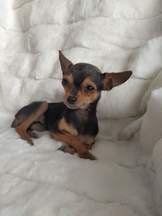 Вязка мини той терьера