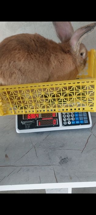 Кролики великаны Миксы