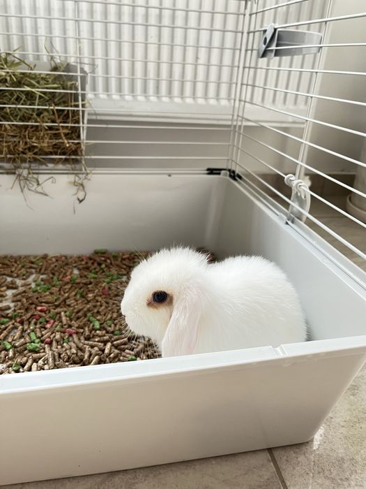 Продавам декоративно зайче холандско джудже