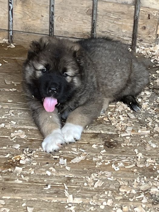 Щенки кавказской овчарки