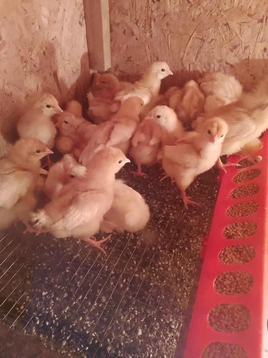 Цыплята Ломан Браун