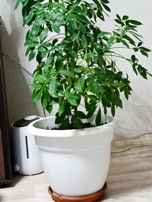 продам цветы, каждый цветок 5 тысяч