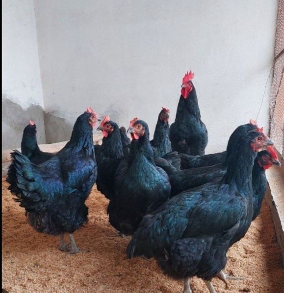 Qora Shahzoda (Gigant)Korashagzoda, Qorashaxzoda, Qora shagzoda, Koras