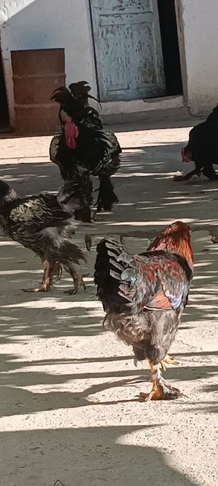 Svetli brama xo'roz sotiladi