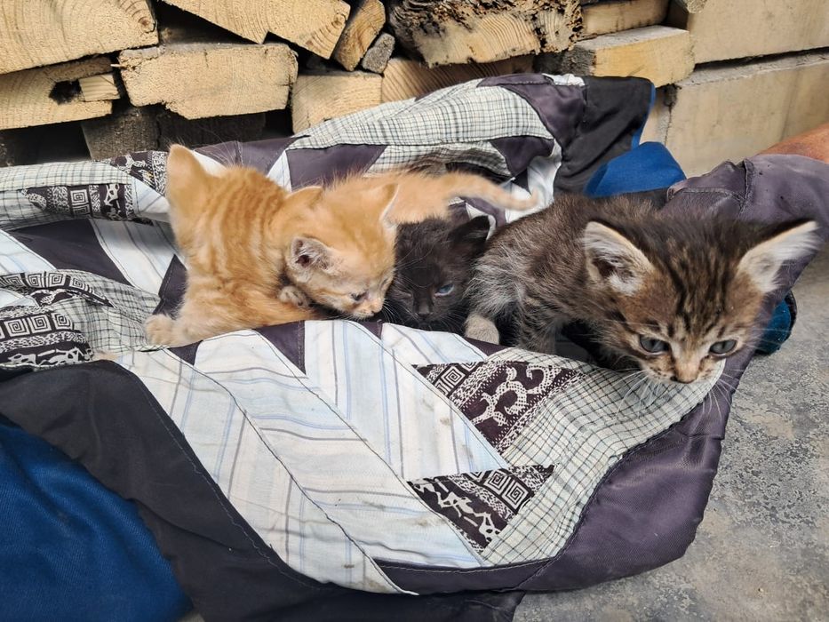 Отдам котят в добрые руки