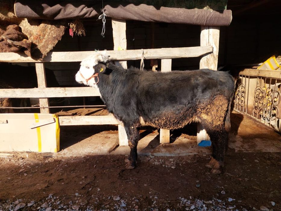 Туркестан ынымақ аулы буқа