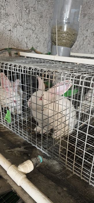 Vand iepuri Hycole francez si Panon alb, varsta 4-6 saptamani - 3 luni