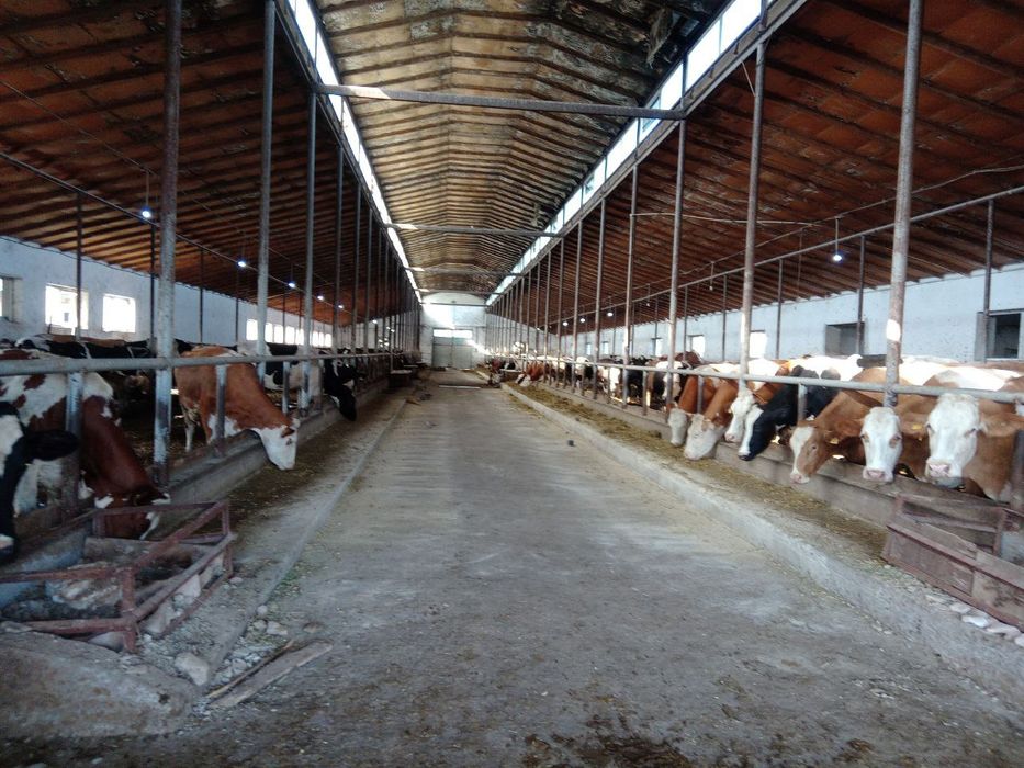 Том навес стадион иссикхона