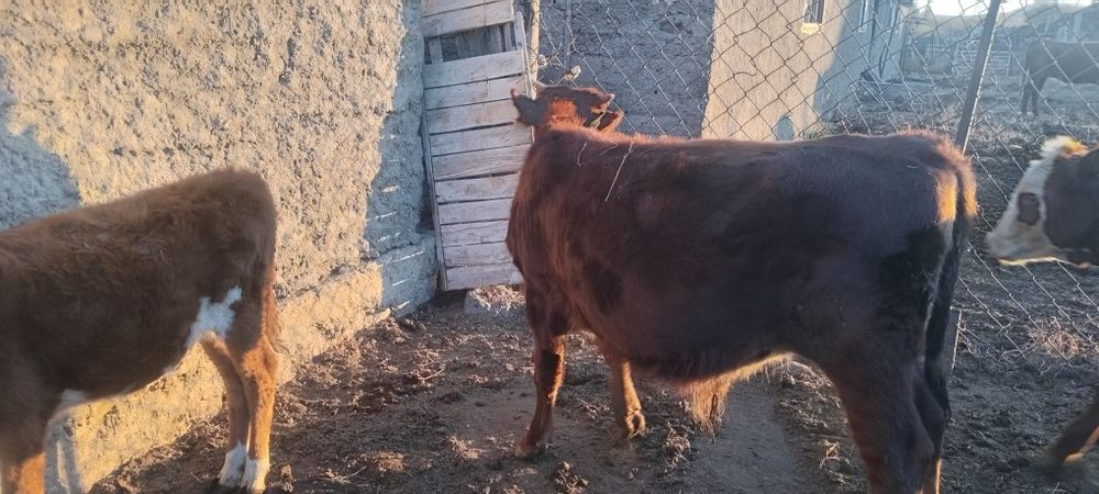 Бузау телёнокккк