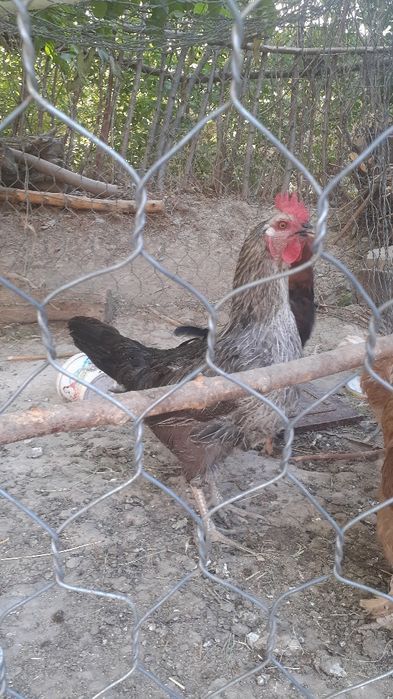 3700 тг ден тауыктар сатылады