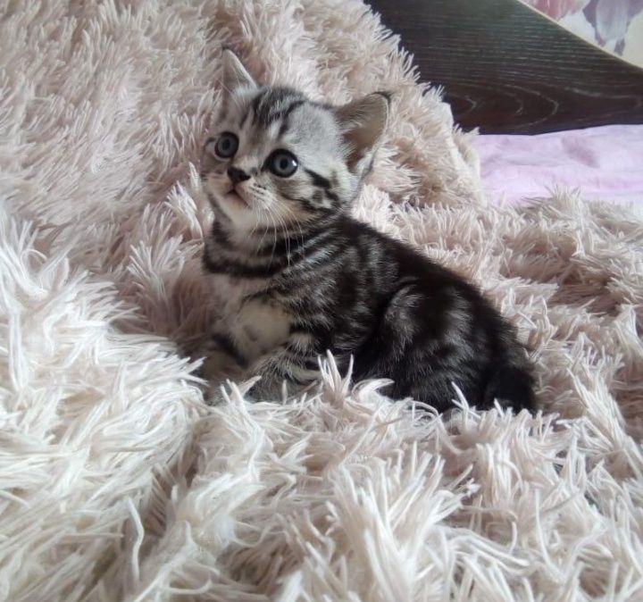 Шотландские котята