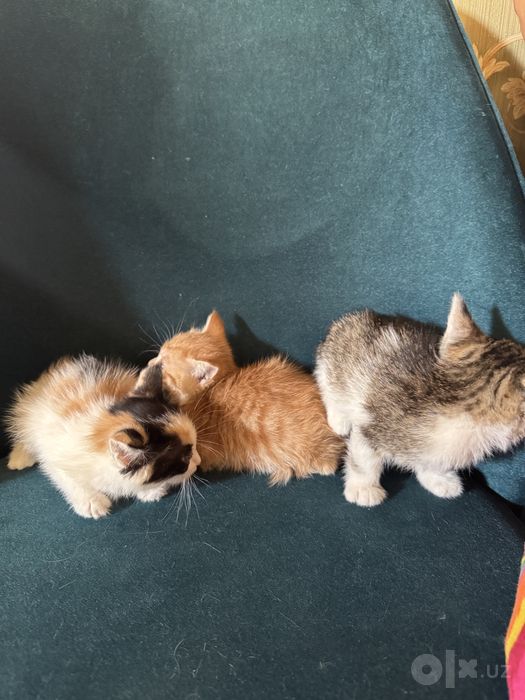 Котята отдам даром