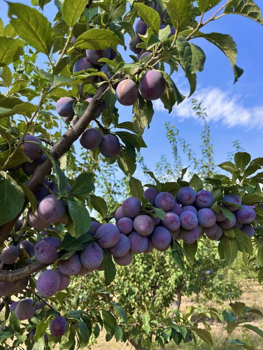 PRUNE Stanley + alte soiuri