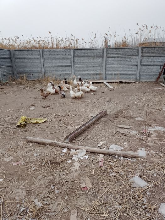 Хохлати урдаклар.