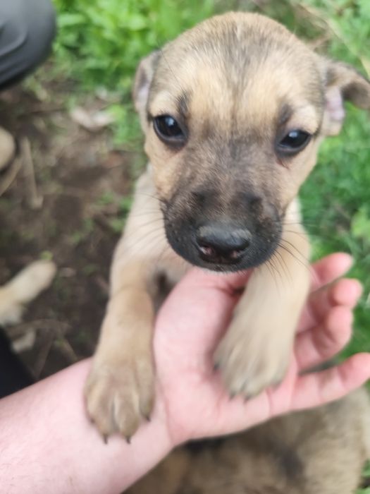 Щенок девочка ищет себе семью