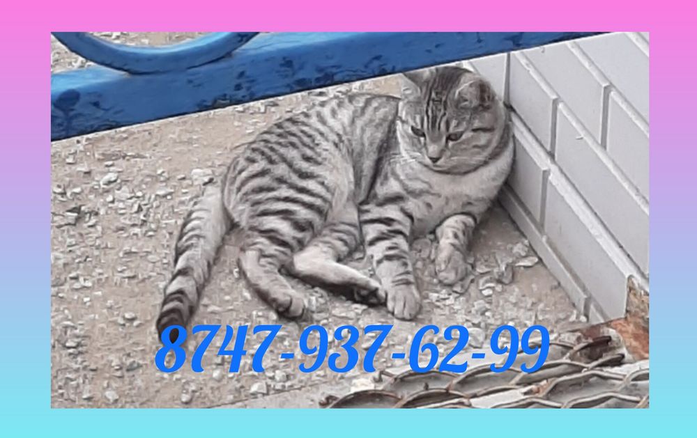 Отдам даром котика