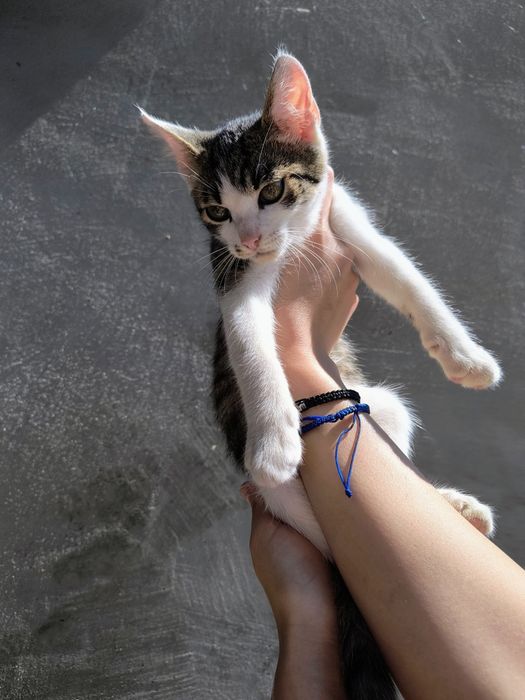 Spre adopție responsabilă 
Au o lună jumate.
Sunt obișnuiți cu oameni, foarte jucăuși, curioși și cel mai important lucru foarte iubitorii.
S