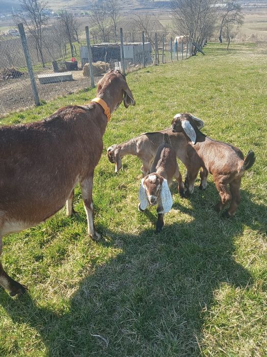 Vând Tapisori Anglo Nubian