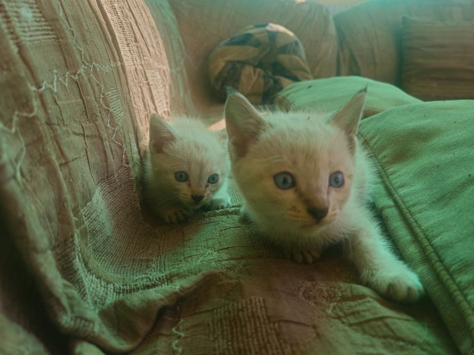 Отдам котят в надежные руки