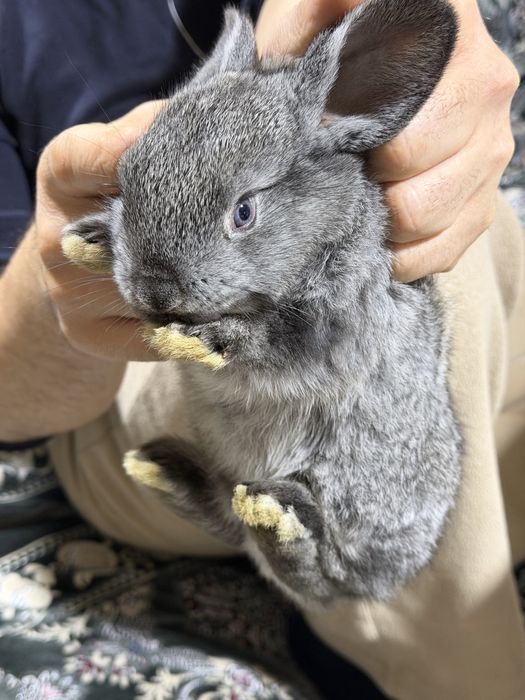 Домашние кролики