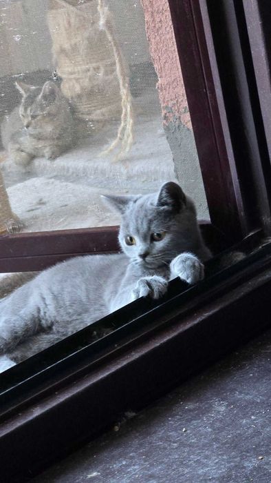 Британски котета,Британска котка