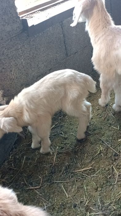 Теке лақтар альпи битал