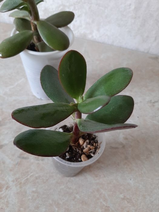 Комнатные цветочки