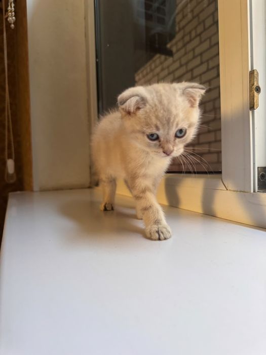 шотландская вислоухая кошка