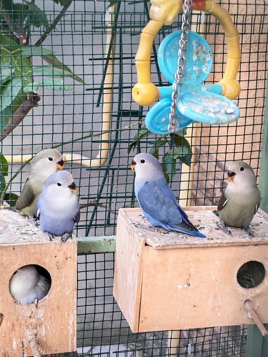 Pui agapornis de vanzare