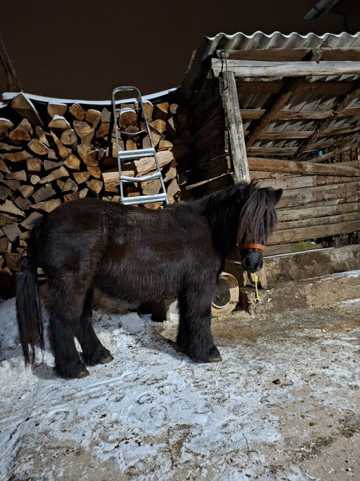 Vand poneita gestanta