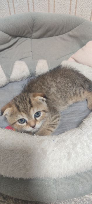 Продам котята скотиш