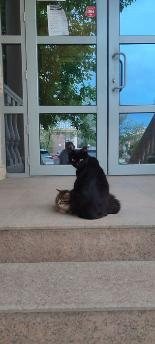 Кошка с котятами