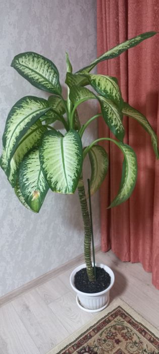 Цветок диффенбахия